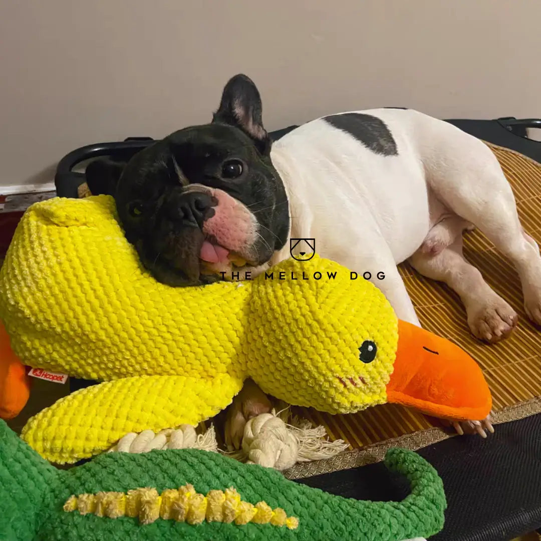 Anatra Rilassante - Giocattolo per Cani per la Gioia e il Benessere