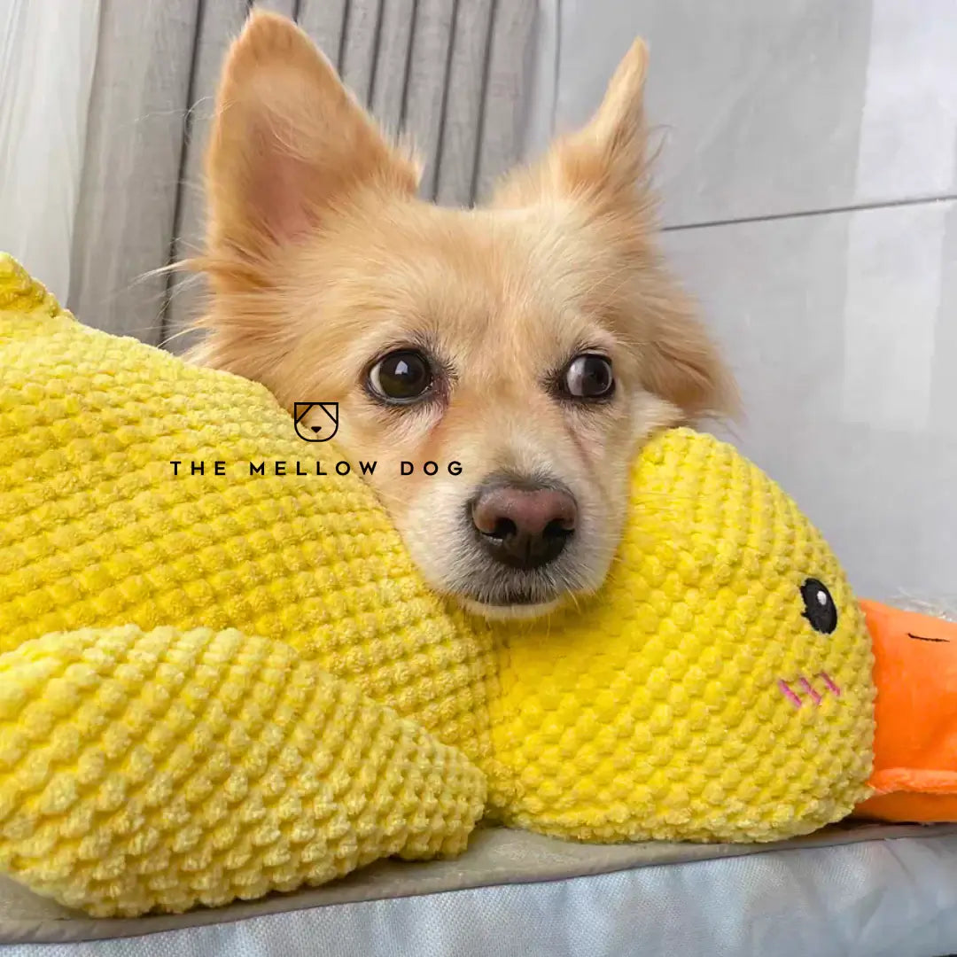 Anatra Rilassante - Giocattolo per Cani per la Gioia e il Benessere