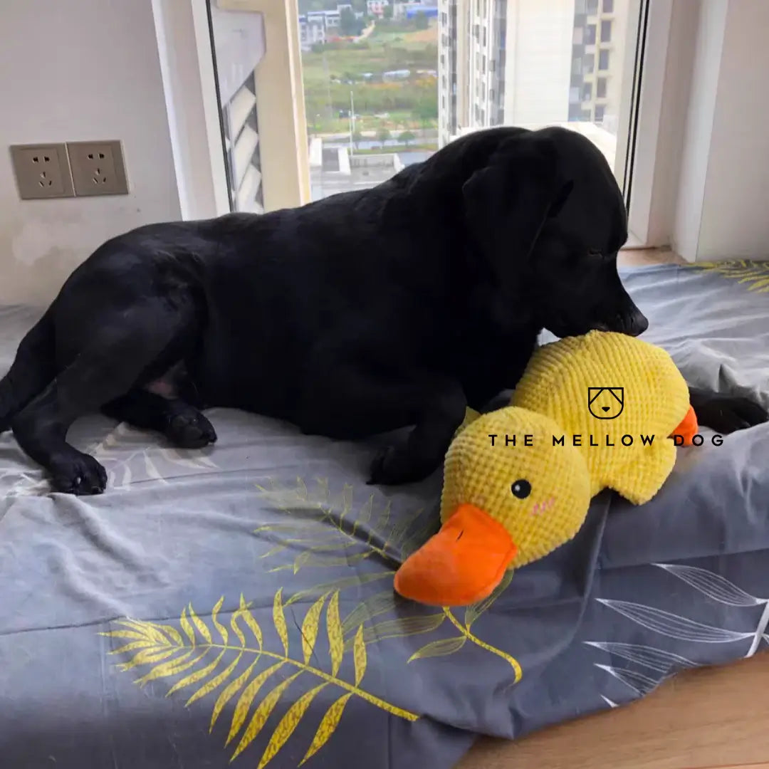 Anatra Rilassante - Giocattolo per Cani per la Gioia e il Benessere