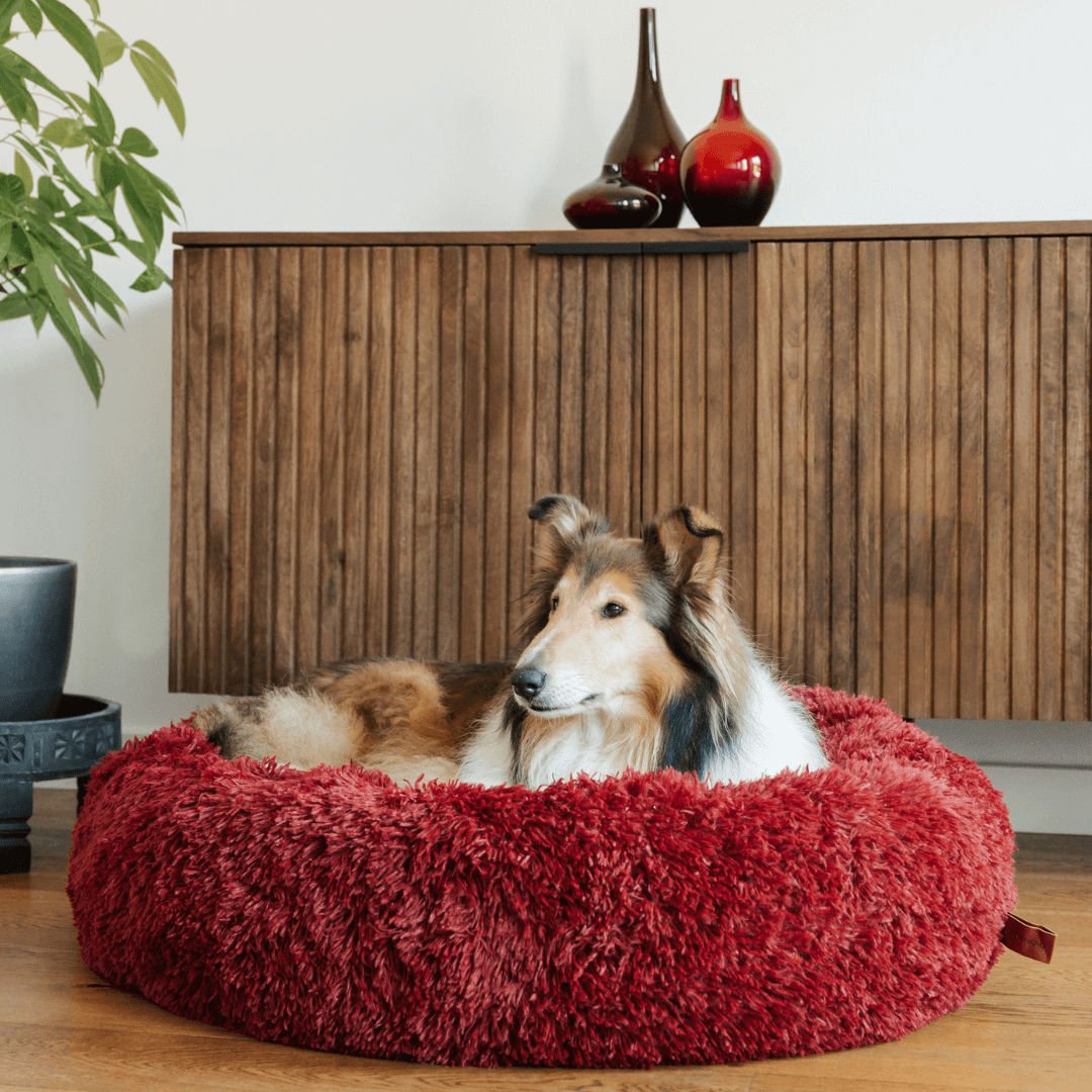 Cuccia a Ciambella Soffice e Antiansia per Cani di Tutte le Taglie