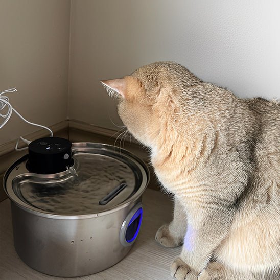 Fontanella d'acqua wireless per gatti | Alimentazione a batteria