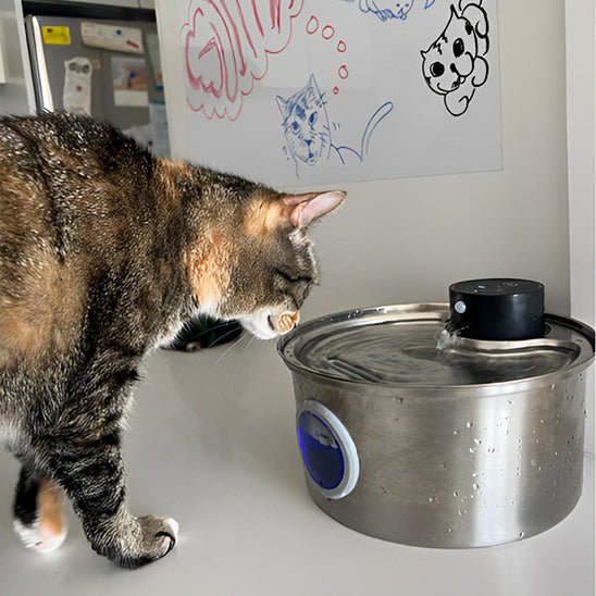 Fontanella d'acqua wireless per gatti | Alimentazione a batteria