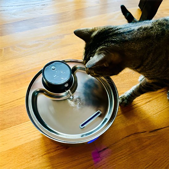 Fontanella d'acqua wireless per gatti | Alimentazione a batteria