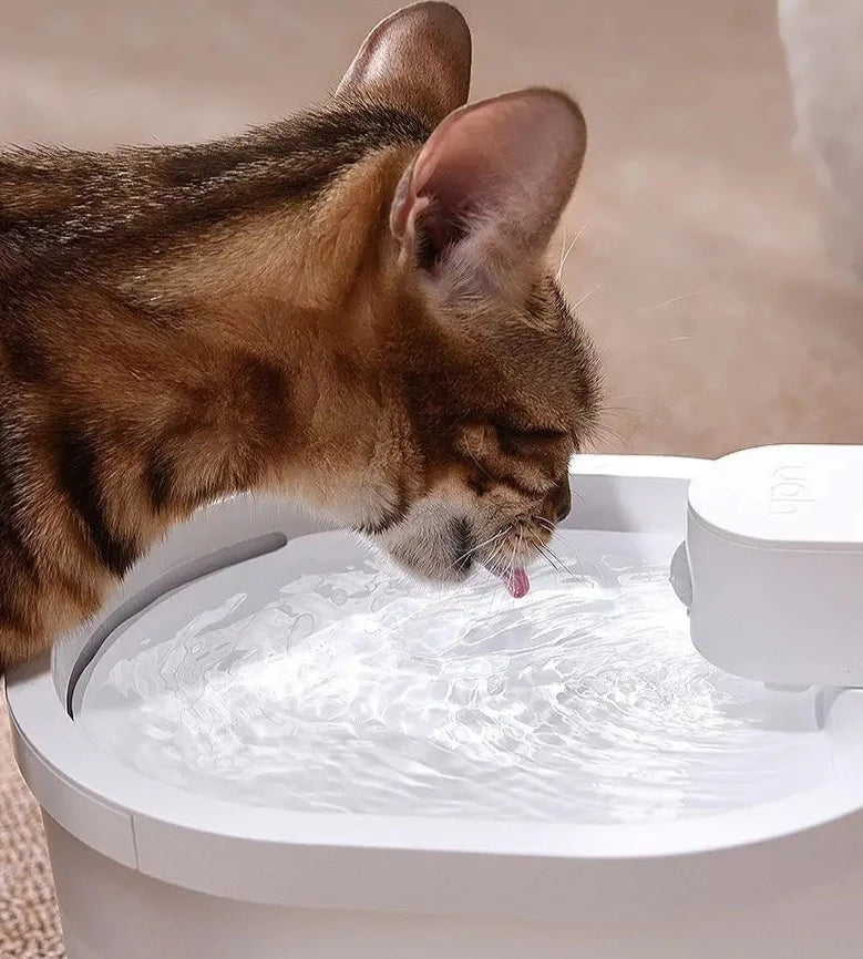 Fontanella intelligente per gatti con sensore