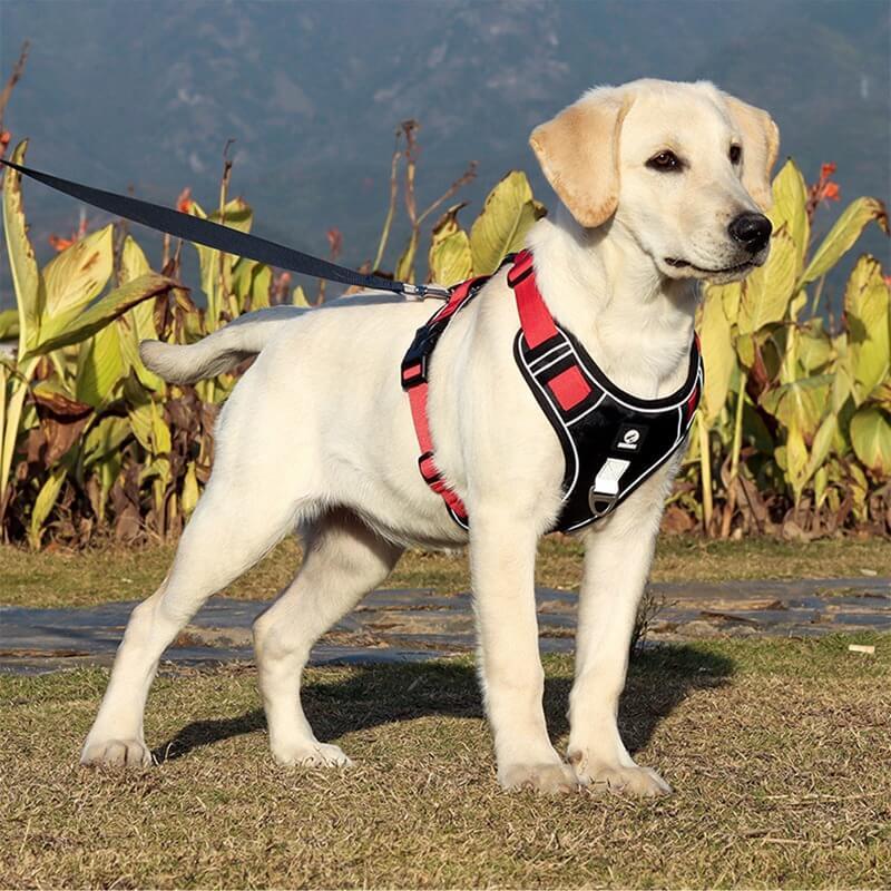 Pettorina anti-tiro per cani di alta qualità