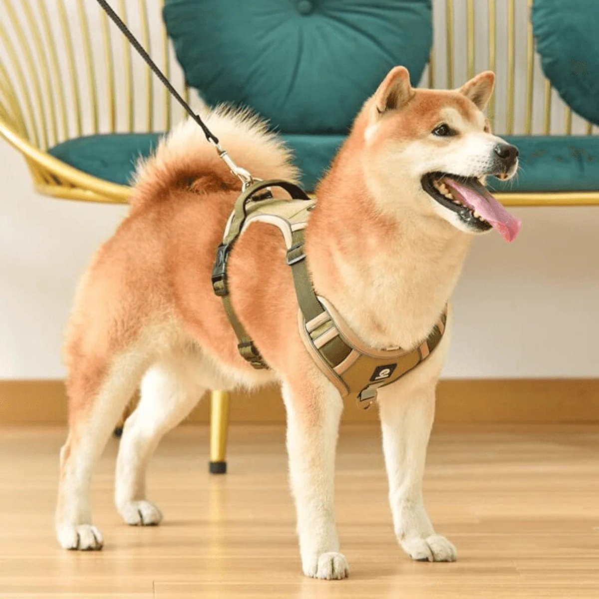 Pettorina anti-tiro per cani di alta qualità