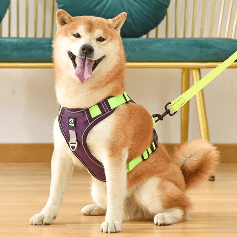 Pettorina anti-tiro per cani di alta qualità