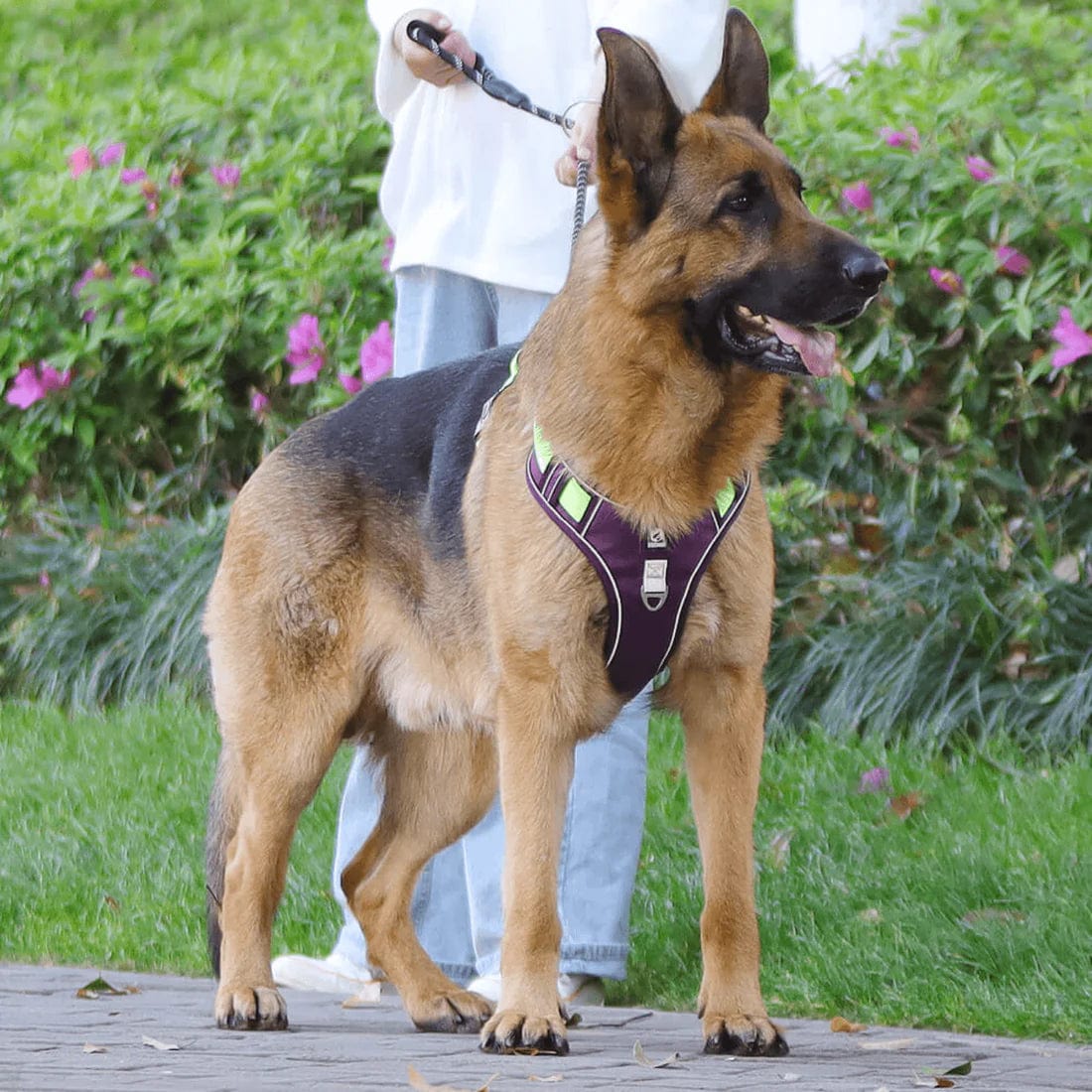 Pettorina anti-tiro per cani di alta qualità