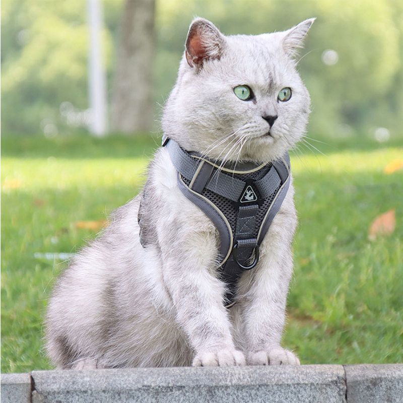 Pettorina antifuga per gatti - Sicurezza e libertà per il tuo gatto