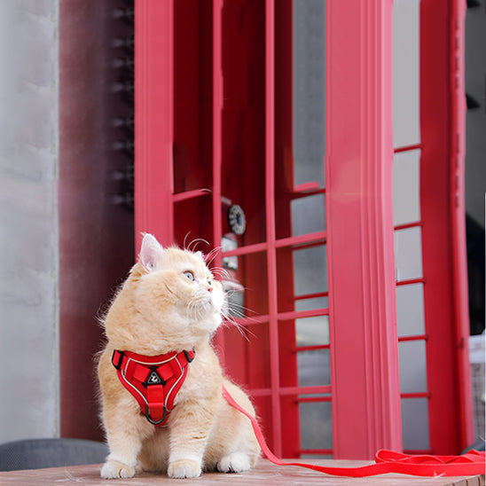 Pettorina antifuga per gatti - Sicurezza e libertà per il tuo gatto