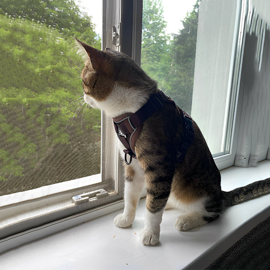 Pettorina antifuga per gatti - Sicurezza e libertà per il tuo gatto