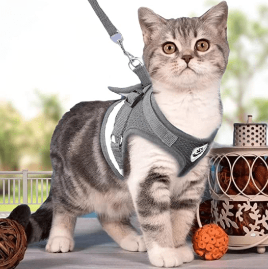Pettorina per Gatti Adventure – Pettorina di Sicurezza per Gatti con Guinzaglio ed Elementi Riflettenti