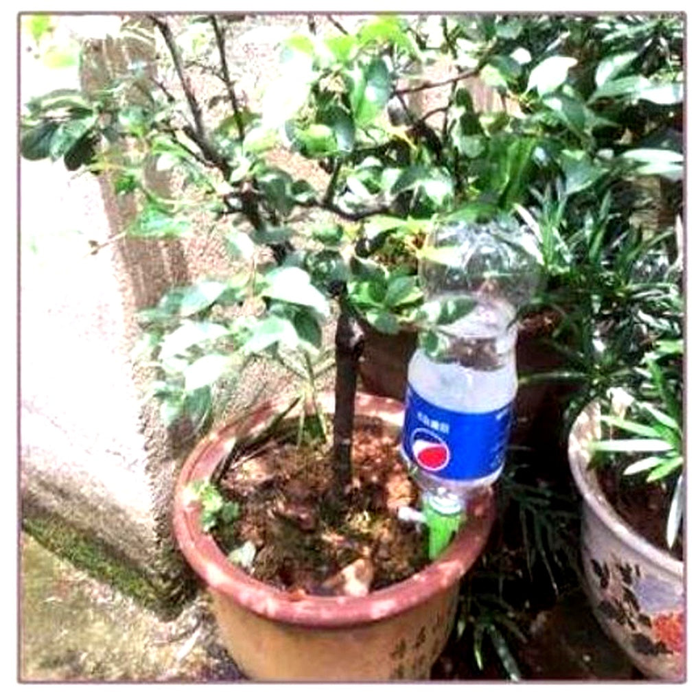 Picchetti di Irrigazione Automatica per Piante (Confezione da 12) – Supporto da Giardinaggio a Flusso Regolabile