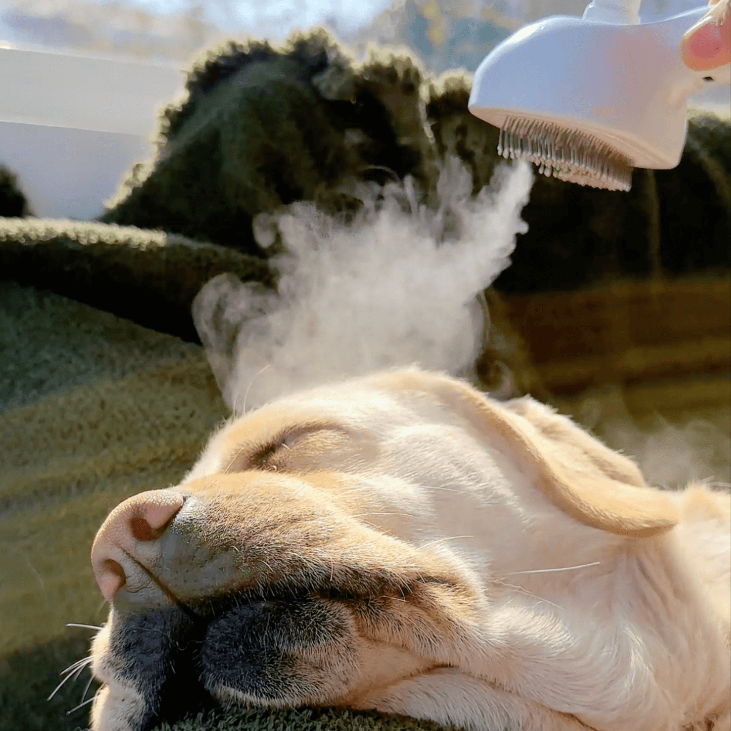 Spazzola a vapore per cani