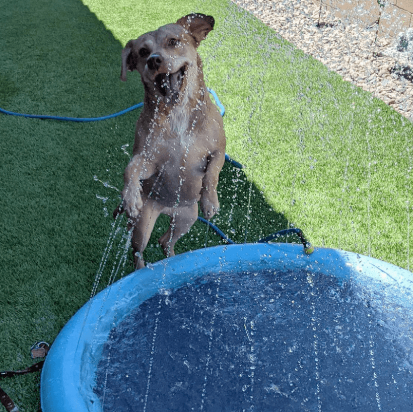Tappetino Rinfrescante con Gioco d'Acqua per Cani – Per Rinfrescarsi e Giocare nel Calore Estivo!