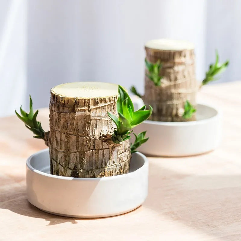 Terrario Lucky Wood