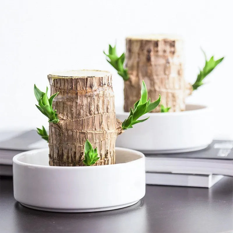 Terrario Lucky Wood